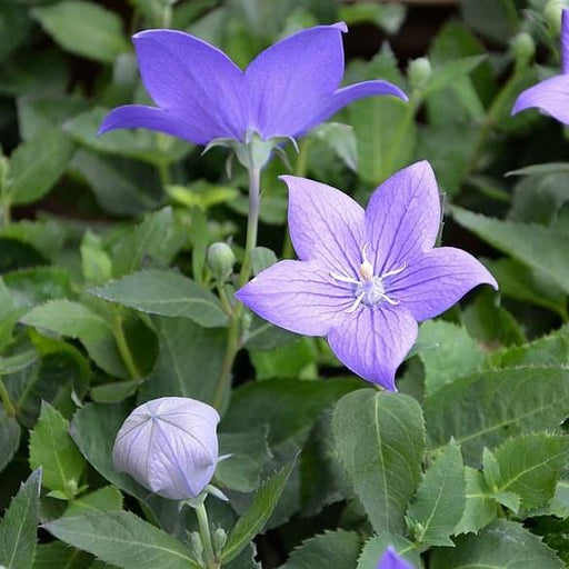 Balloon Flower, Astra Blue Balloon Flower