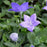 Balloon Flower, Astra Blue Balloon Flower