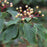 Dogwood, Pagoda Dogwood