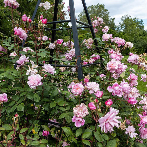 Rose, Mary Delany® Climbing Rose