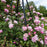Rose, Mary Delany® Climbing Rose