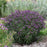 Vernonia 'Prairie Princess'  - Prairie Princess Ironweed