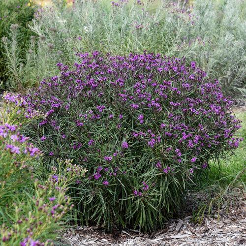 Vernonia 'Prairie Princess'  - Prairie Princess Ironweed