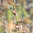 Willow, First Editions® Iceberg Alley® Sageleaf Willow
