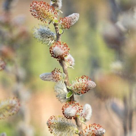 Willow, First Editions® Iceberg Alley® Sageleaf Willow