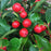 Gaultheria procumbens 'Gaulsidh5'  - Cherry Berries™ Wintergreen