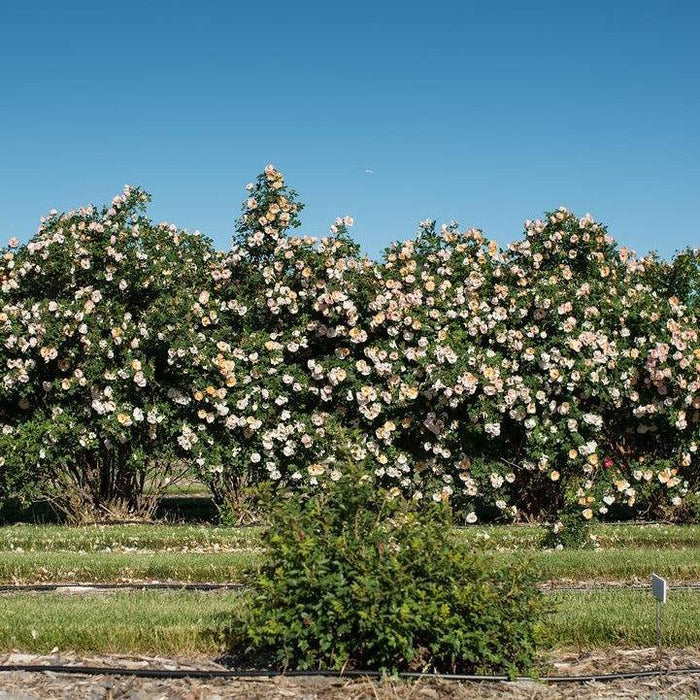 Rose, Rosa Above and Beyond™ Climbing Rose