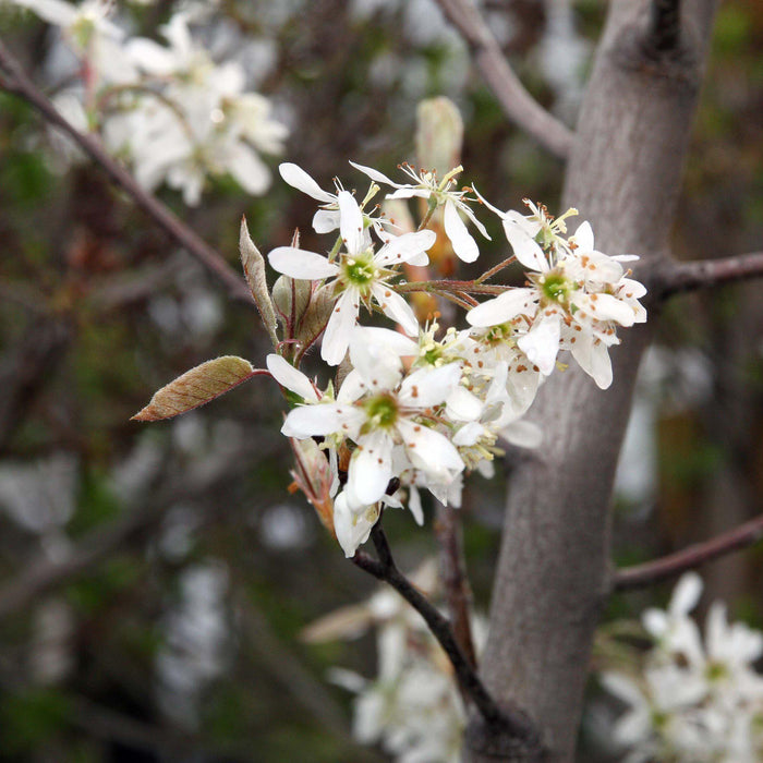 Serviceberry, Autumn Brilliance Shadblow Serviceberry
