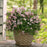 Deutzia, Yuki Cherry Blossom® Deutzia
