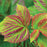 Raspberry, Shortcake® Raspberry