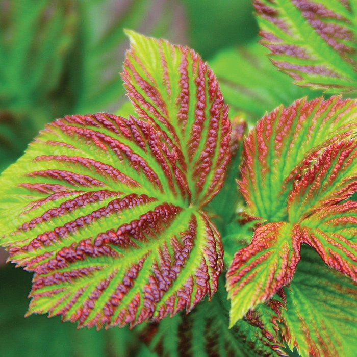 Raspberry, Shortcake® Raspberry