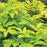 Spikenard, Sun King Golden Japanese Spikenard