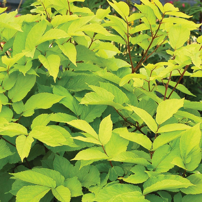 Spikenard, Sun King Golden Japanese Spikenard