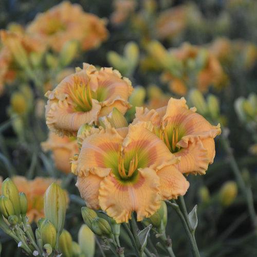 Daylily, Rainbow Rhythm® Orange Smoothie Daylily