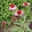 Coneflower, Ruby Star Echinacea