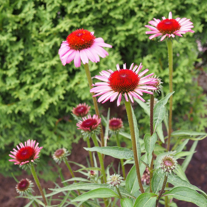 Coneflower, Ruby Star Echinacea
