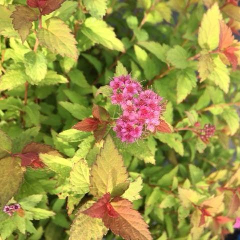 Spirea, Bloomin' Easy® Pop Rocks® Rainbow Fizz™ Spirea