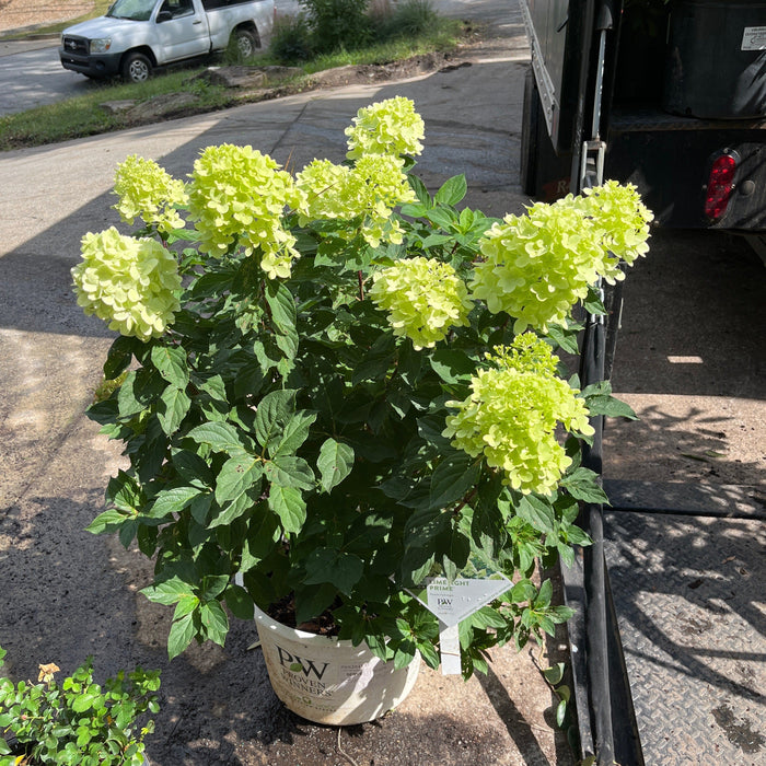Hydrangea, Proven Winners® Limelight Prime® Hydrangea