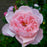 Rose, The Alnwick® Rose
