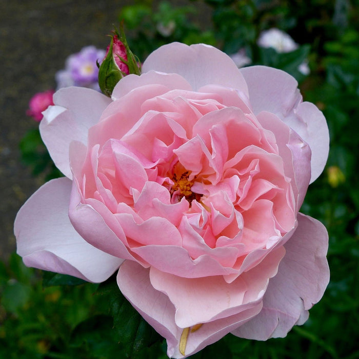 Rose, The Alnwick® Rose