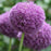 Allium, Party Balloons Ornamental Onion