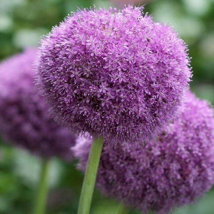 Allium, Party Balloons Ornamental Onion
