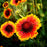 Blanket Flower, Spintop™ Orange Halo Blanket Flower