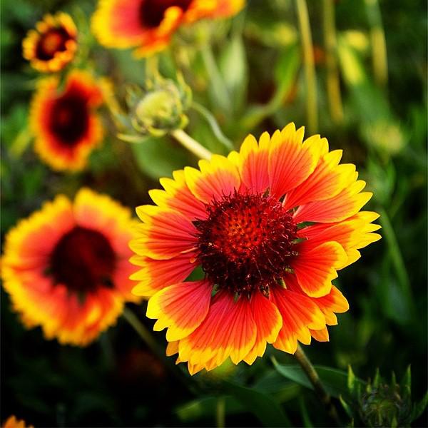 Blanket Flower, Spintop™ Orange Halo Blanket Flower