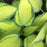Hosta, June Hosta