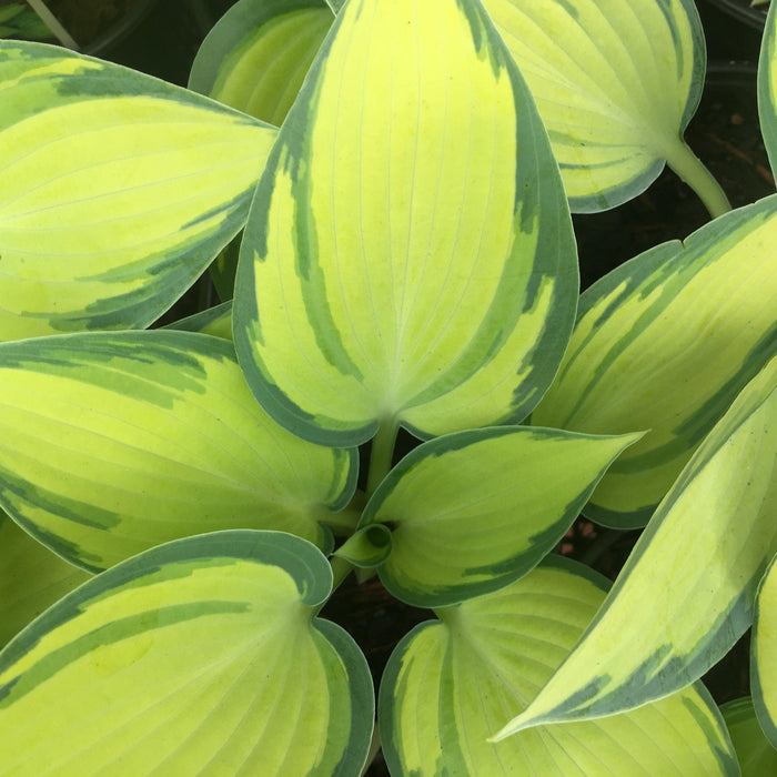 Hosta, June Hosta