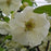 Flowering Quince, PW® Double Take™ Eternal White® Flowering Quince