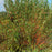 Willow, Winter Torch Willow
