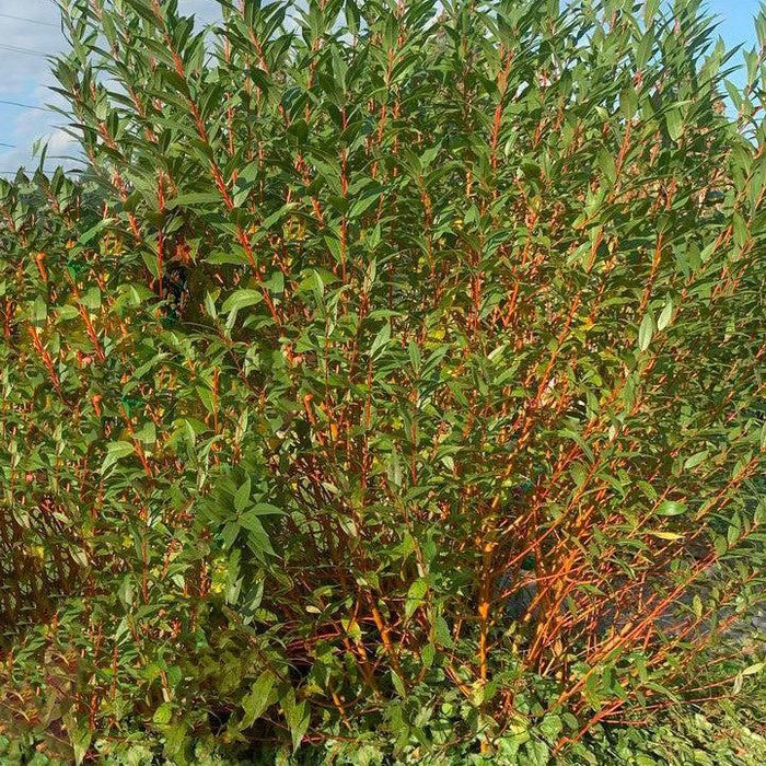 Willow, Winter Torch Willow