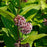 Milkweed, Common Milkweed