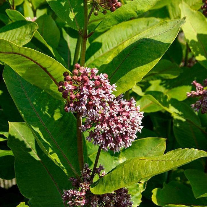 Milkweed, Common Milkweed