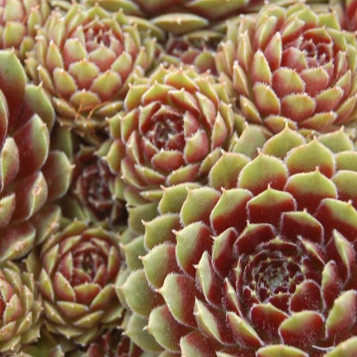 Sempervivum, Pilioseum Hens and Chicks