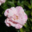 Rose, Flower Carpet® Appleblossom Rose