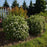 Cinquefoil, First Editions® Creme Brulee™ Potentilla