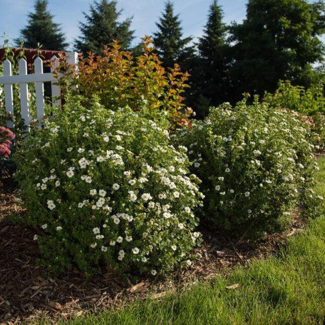 Cinquefoil, First Editions® Creme Brulee™ Potentilla