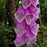 Foxglove, Dalmatian Purple Foxglove