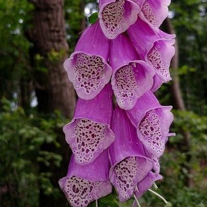 Foxglove, Dalmatian Purple Foxglove
