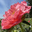 Peony, Coral Sunset Peony