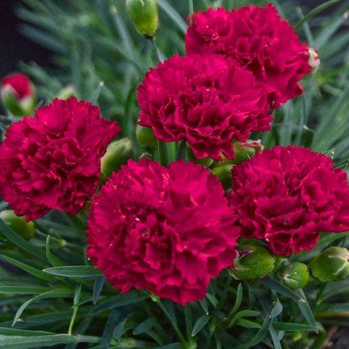 Dianthus, PW® Fruit Punch® Cranberry Cocktail Dianthus
