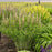 Baptisia, PW® Decadence® Deluxe Pink Lemonade False Indigo