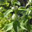 Mint, Wild Mint