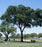 Elm, Jefferson American Elm