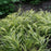 Grass, Golden Japanese Forest Grass, Hakone Grass