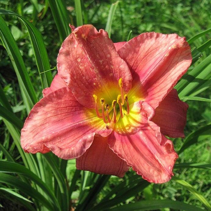 Daylily, Rosy Returns Daylily