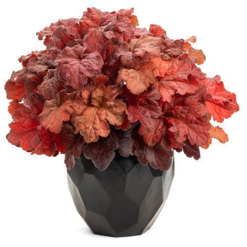 Coral Bells, Primo® Mahogany Monster Heuchera