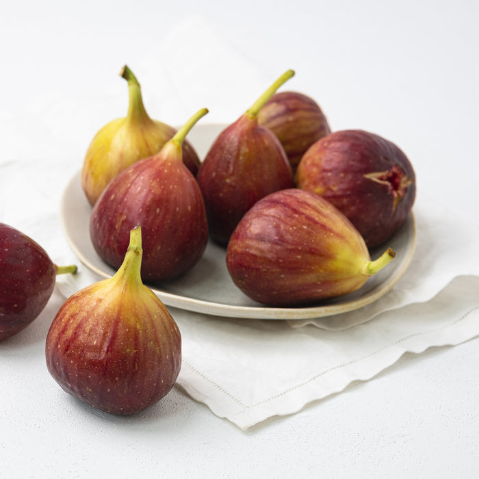 Fig, Italian Everbearing Fig